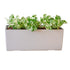 Pothos Pearls And Jade Potted In Lechuza Balconera Planter - Sand Brown - My City Plants