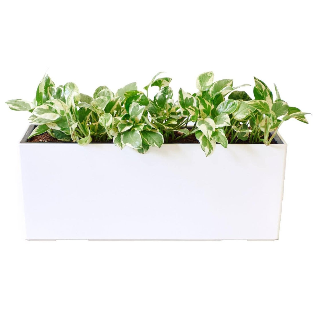Pothos Pearls And Jade Potted In Lechuza Balconera Planter - White - My City Plants