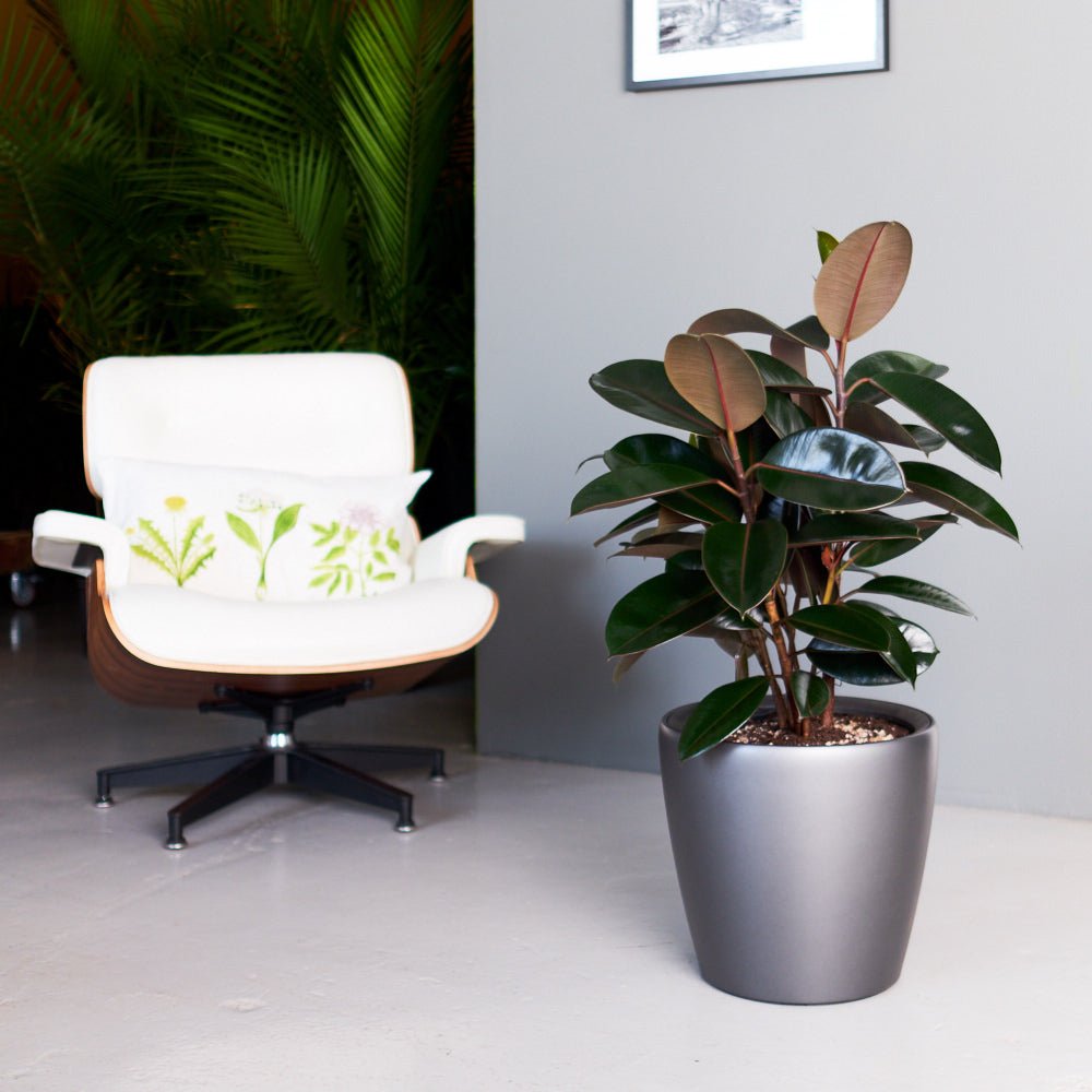 Rubber Plant Bush Potted In Lechuza Classico Planter - Charcoal Metallic - My City Plants