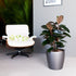 Rubber Plant Bush Potted In Lechuza Classico Planter - Charcoal Metallic - My City Plants