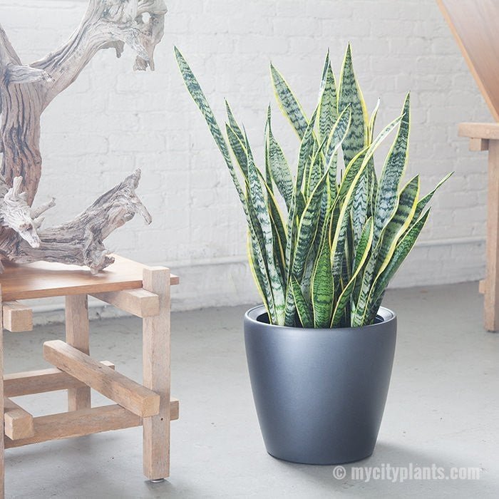 Sansevieria Classico - Charcoal Metallic - My City Plants