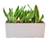 Sansevieria Potted In Lechuza Balconera Planter - Sand Brown - My City Plants