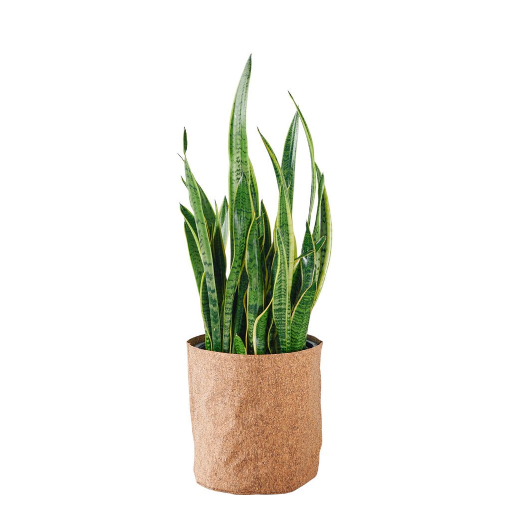 Sansevieria Potted In Lechuza Trendcover 32 Planter - Dark Cork - My City Plants