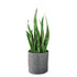 Sansevieria Trendcover 32 - Dark Gray - My City Plants