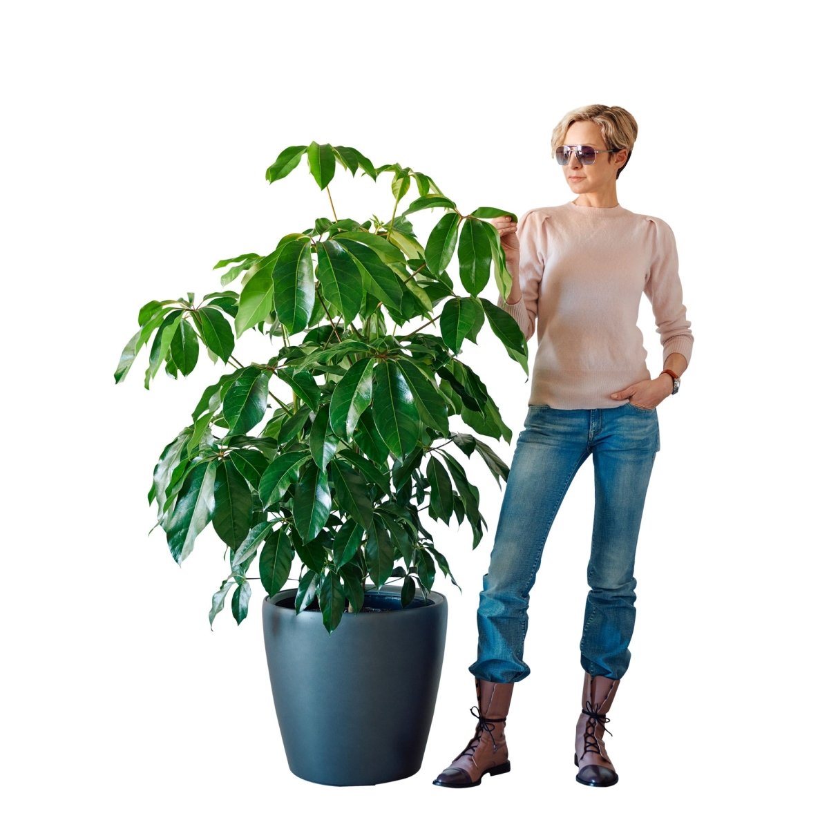 Schefflera Amate Classico 50 - Charcoal Metallic - My City Plants