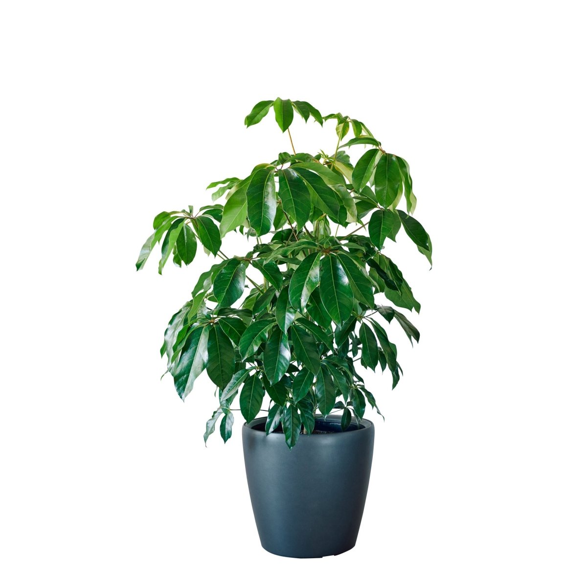 Schefflera Amate Classico 50 - Charcoal Metallic - My City Plants