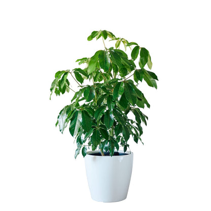 Schefflera Amate Classico 50 - White - My City Plants