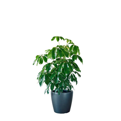 Schefflera Amate Classico - Charcoal Metallic - My City Plants