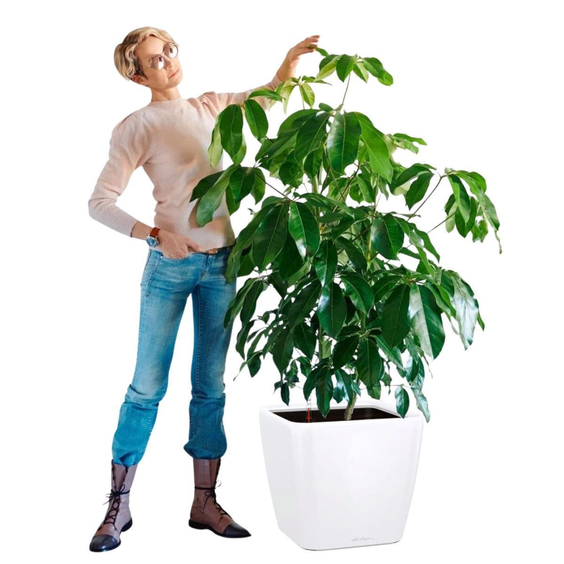 Schefflera Amate Quadro 50 - White - My City Plants
