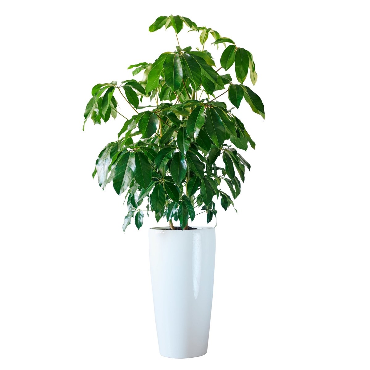 Schefflera Amate Rondo 40 - White - My City Plants
