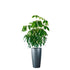 Schefflera Amate Rondo - Charcoal Metallic - My City Plants