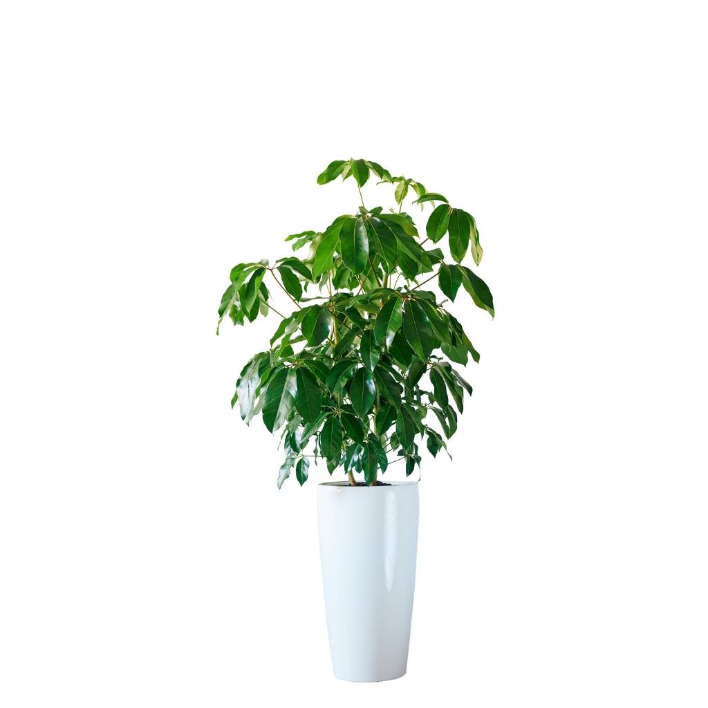 Schefflera Amate Rondo - White - My City Plants