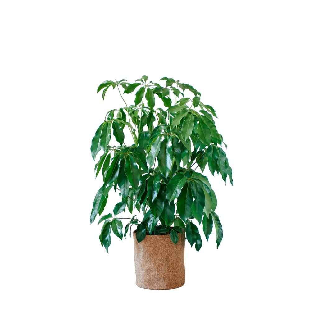 Schefflera Amate Trendcover 32 - Dark Cork - My City Plants