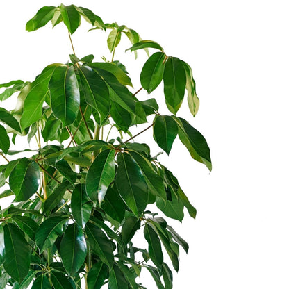 Schefflera Amate Trendcover 32 - Dark Cork - My City Plants