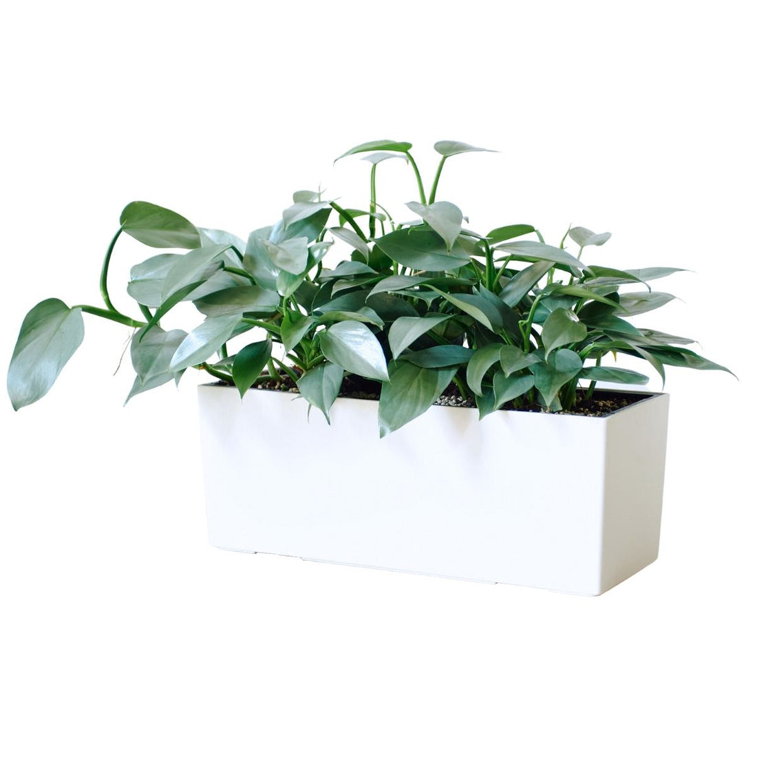 Silverscape Balconera - White - My City Plants