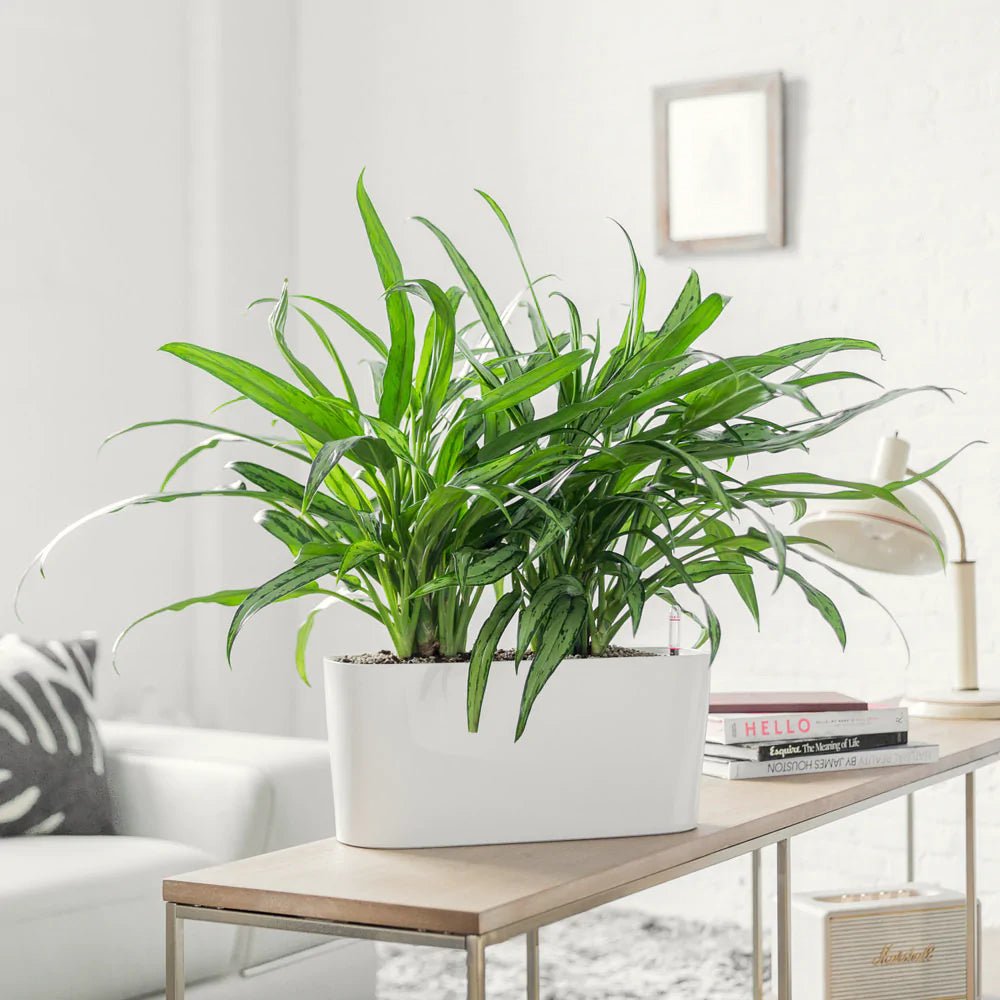 Soho Bundle - White - My City Plants