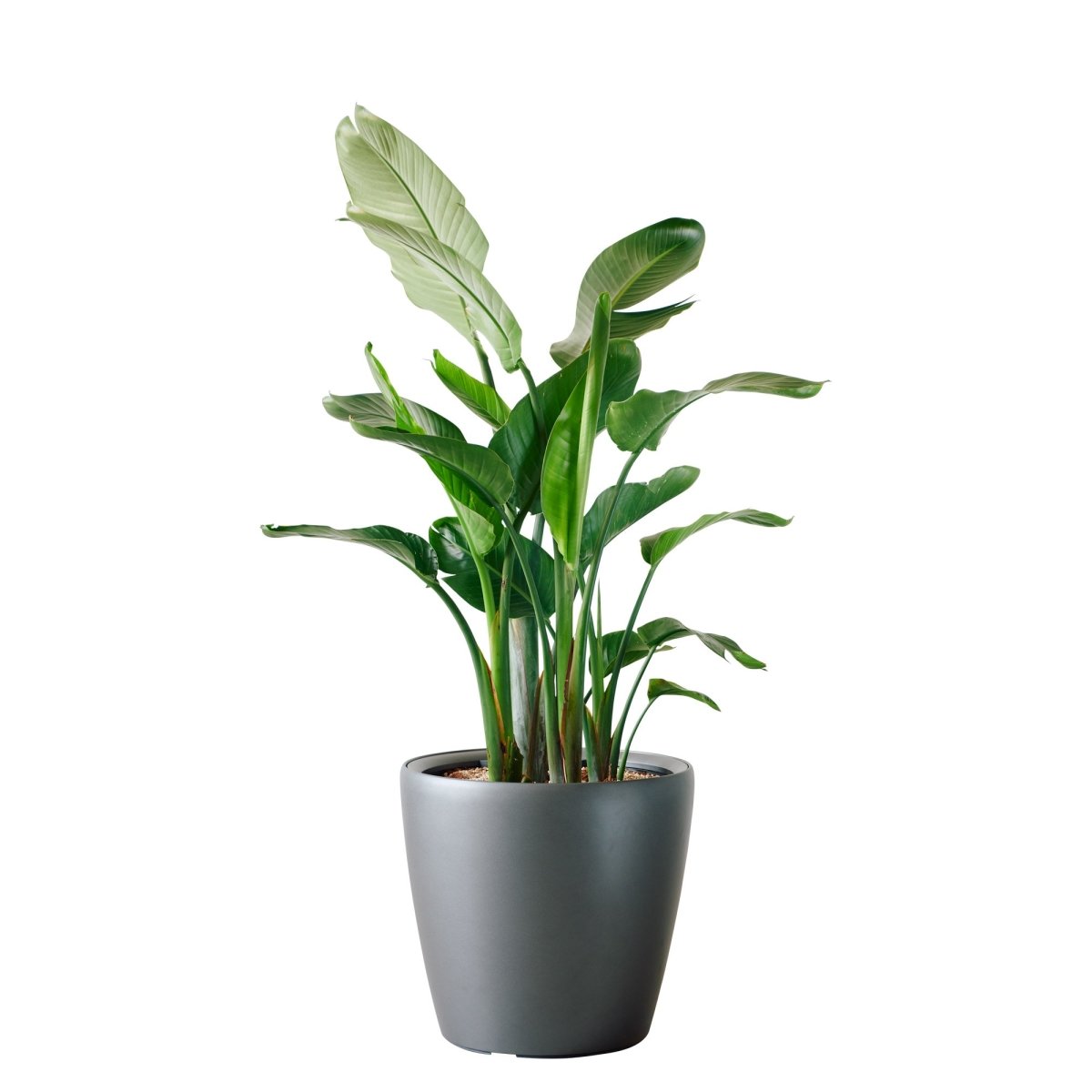 XL Bird of Paradise Plant Potted In Lechuza Classico 50 Planter - Charcoal Metallic - My City Plants