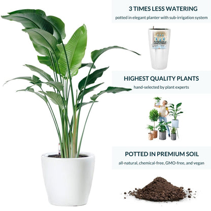 XL Bird of Paradise Plant Potted In Lechuza Classico 50 Planter - White - My City Plants