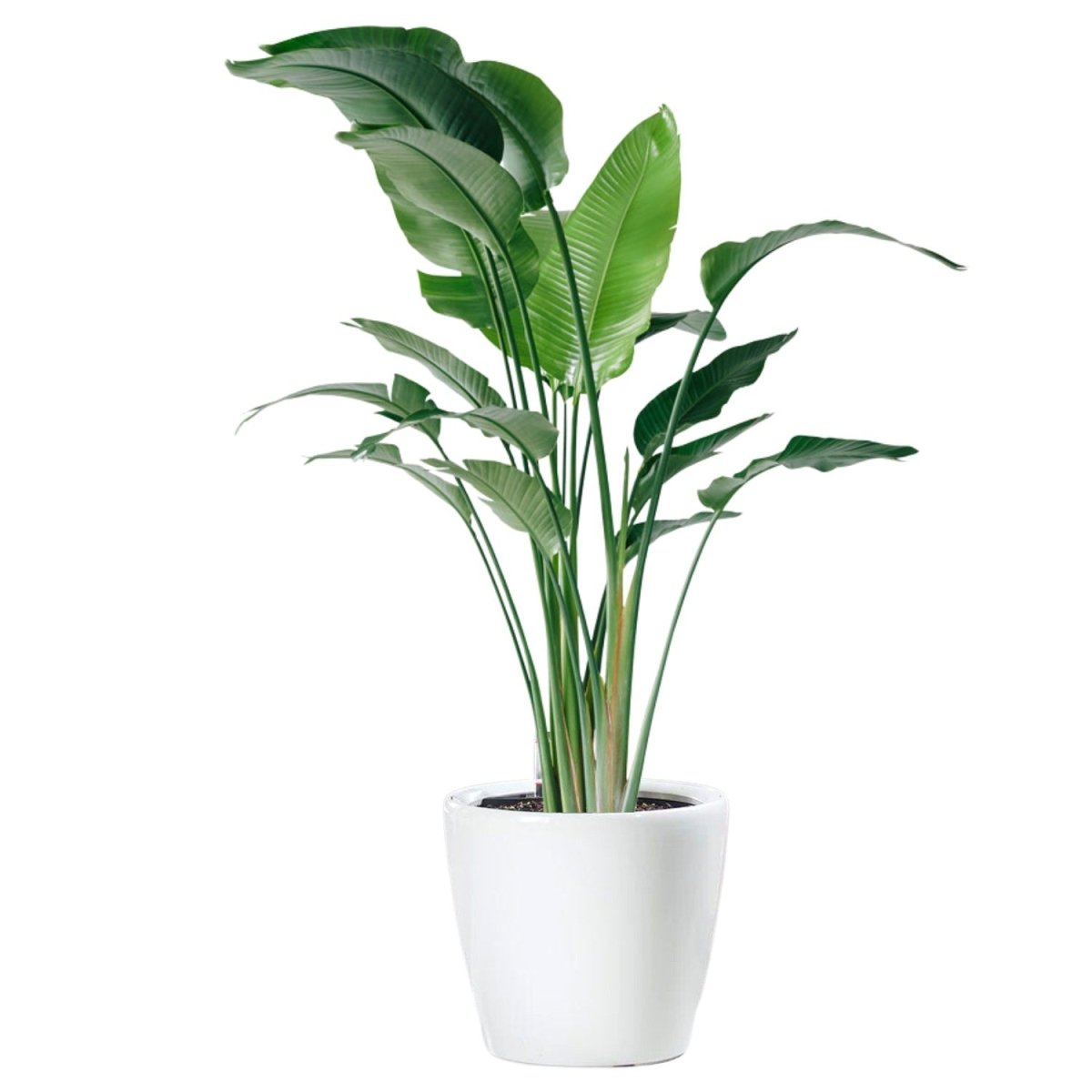 XL Bird of Paradise Plant Potted In Lechuza Classico 50 Planter - White - My City Plants