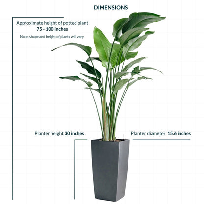 XL Bird of Paradise Plant Potted In Lechuza Cubico 40 Planter - Charcoal Metallic - My City Plants