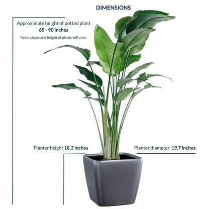 XL Bird of Paradise Plant Potted In Lechuza Quadro 50 Planter - Charcoal Metallic - My City Plants