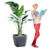 XL Bird of Paradise Plant Potted In Lechuza Quadro 50 Planter - Charcoal Metallic - My City Plants