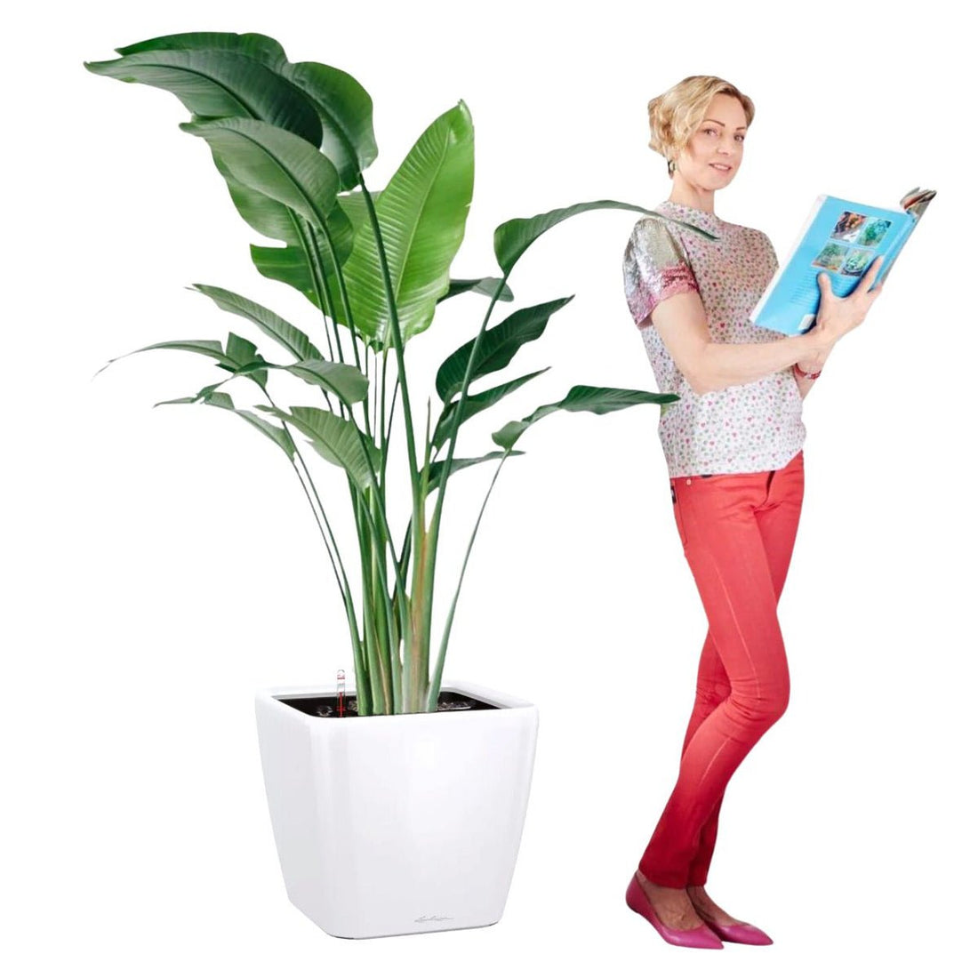 XL Bird of Paradise Plant Potted In Lechuza Quadro 50 Planter - White - My City Plants
