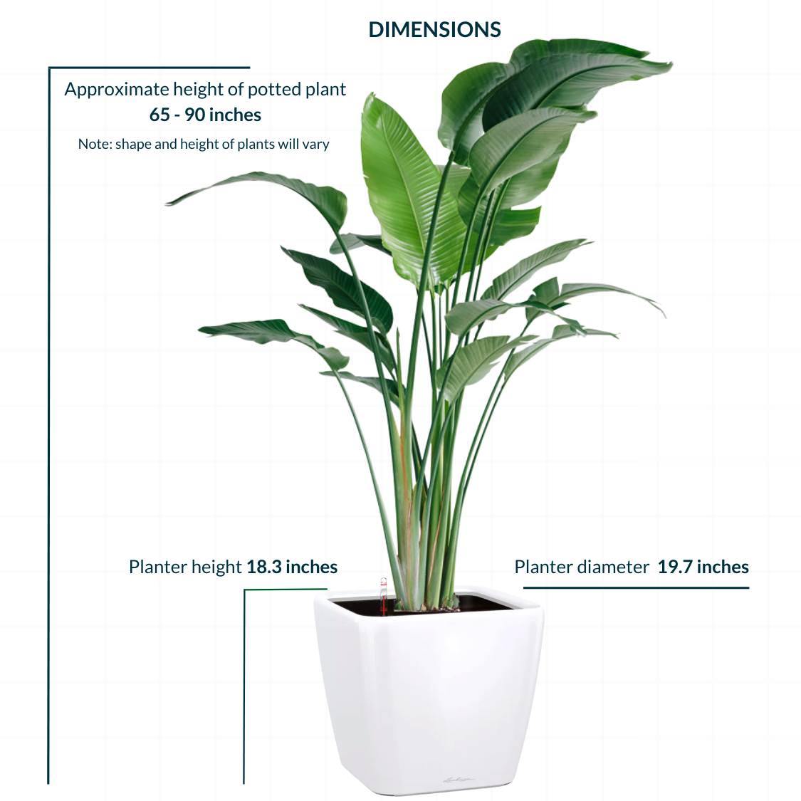 XL Bird of Paradise Plant Potted In Lechuza Quadro 50 Planter - White - My City Plants