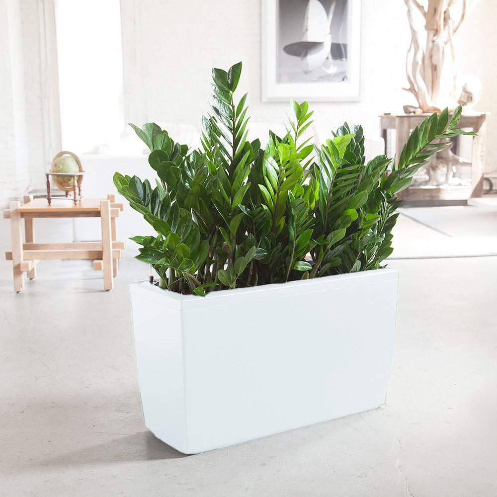 ZZ Plant Cararo - White - My City Plants