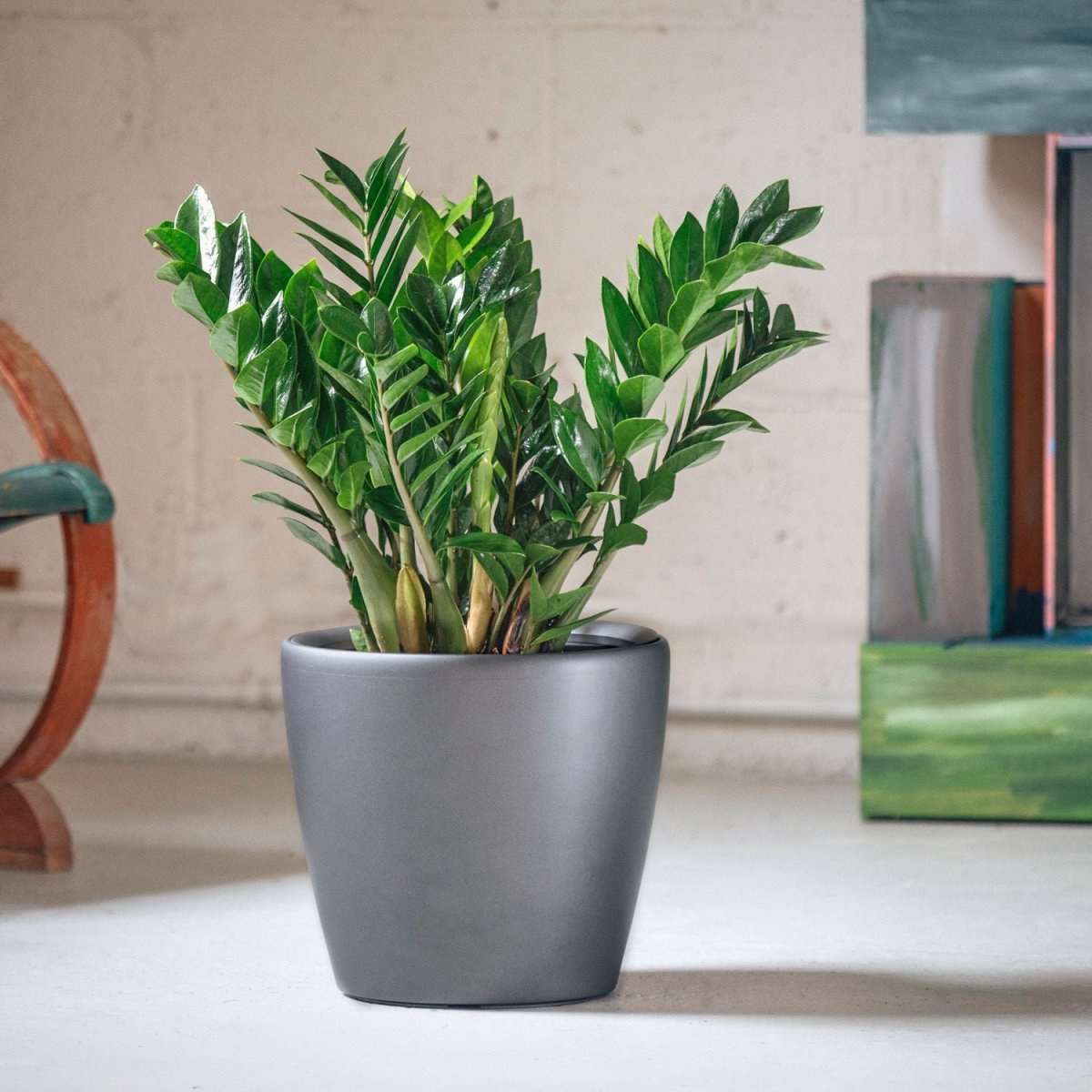 ZZ Plant Classico - Charcoal Metallic - My City Plants