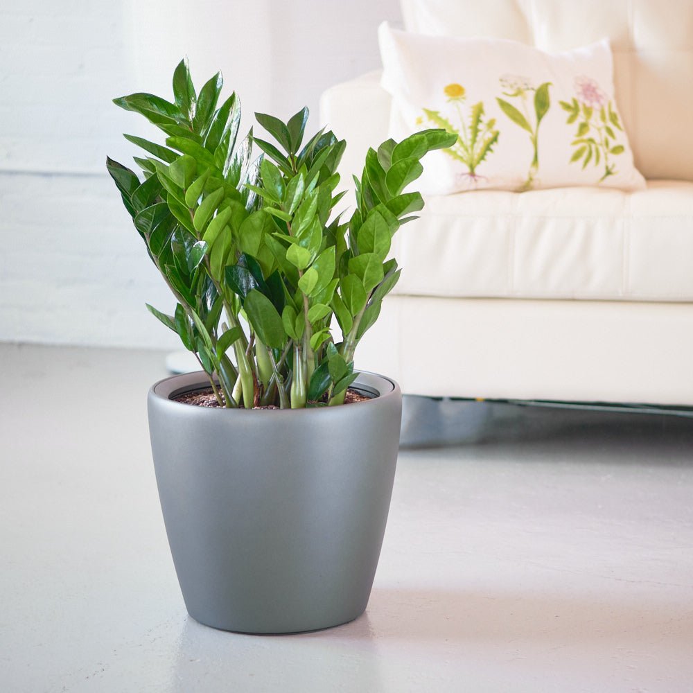 ZZ Plant Classico - Charcoal Metallic - My City Plants