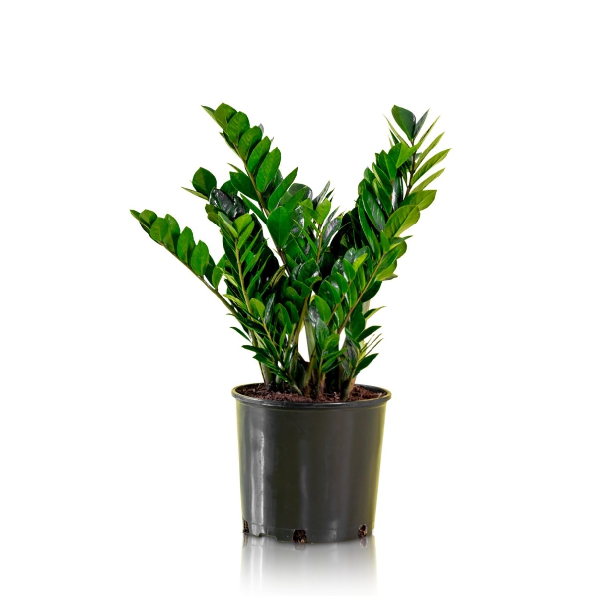 ZZ Plant In 10&quot; Nursery Pot - My City Plants