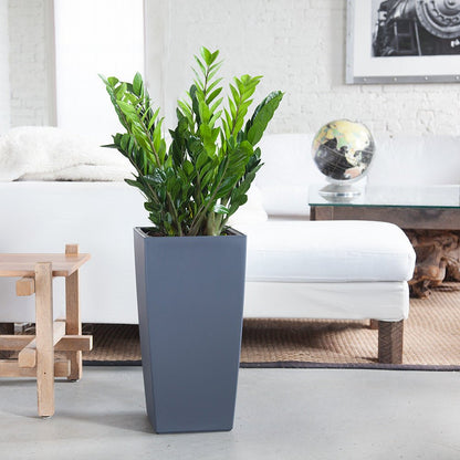 ZZ Plant Potted In Lechuza Cubico 30 Planter - Slate - My City Plants