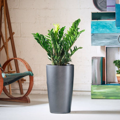 ZZ Plant Rondo - Charcoal Metallic - My City Plants