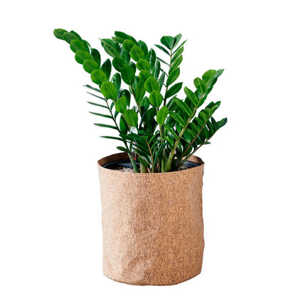 ZZ Plant Trendcover 32 - Dark Cork - My City Plants